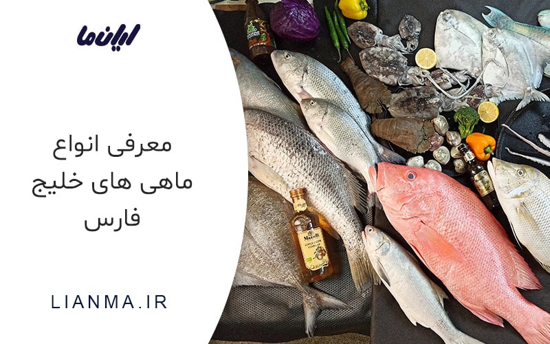 ماهی های خلیج فارس