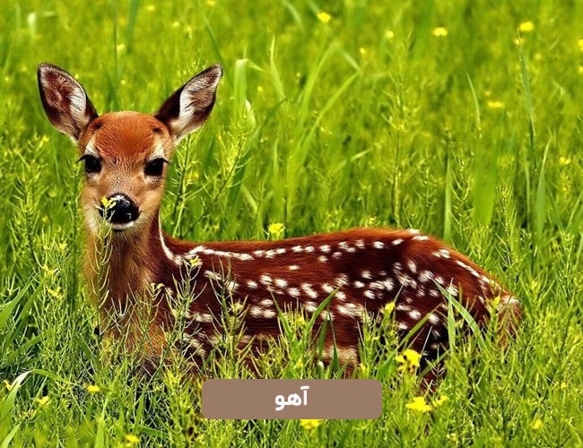 آهو