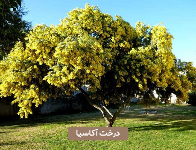 درخت آکاسیا