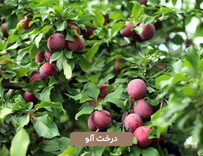 درخت آلو