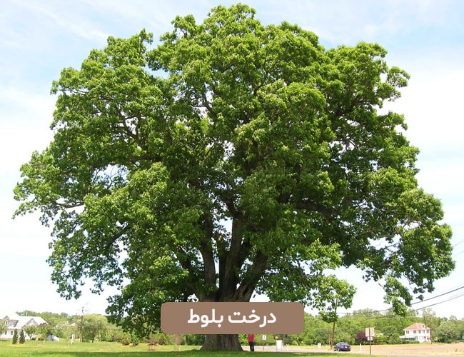 درخت بلوط