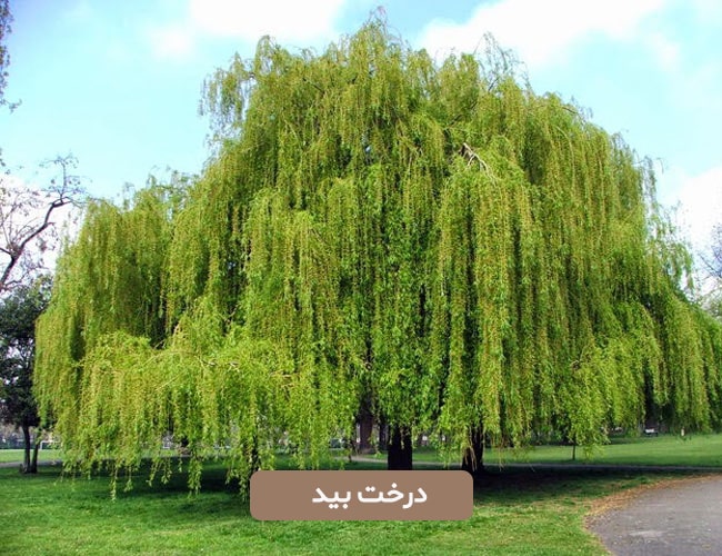 درخت بید
