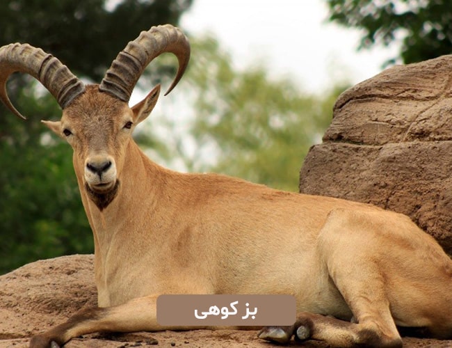 بزکوهی
