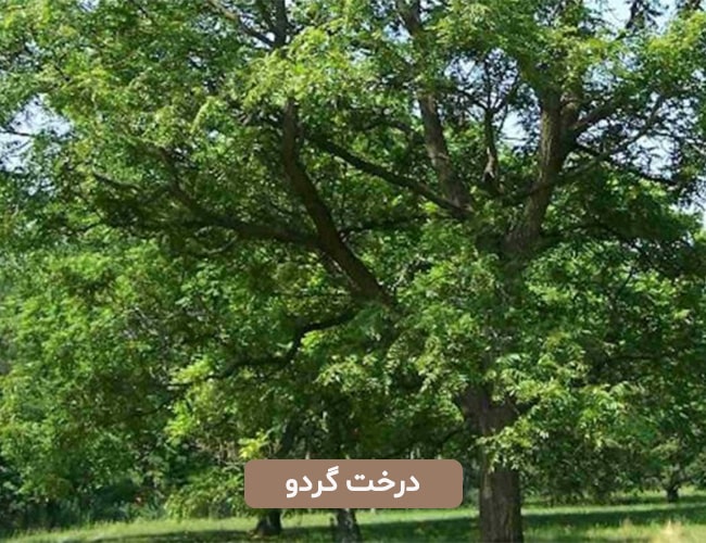 درخت گردو