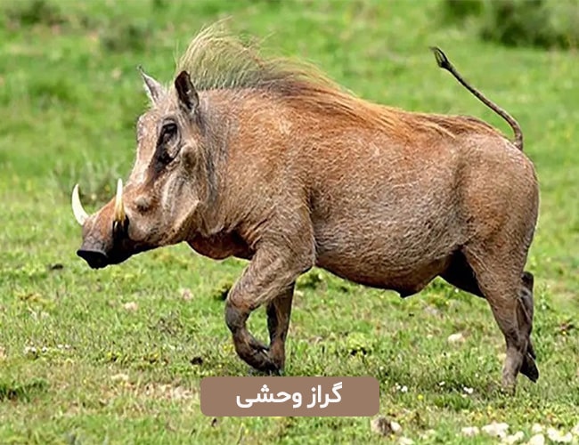 گراز وحشی