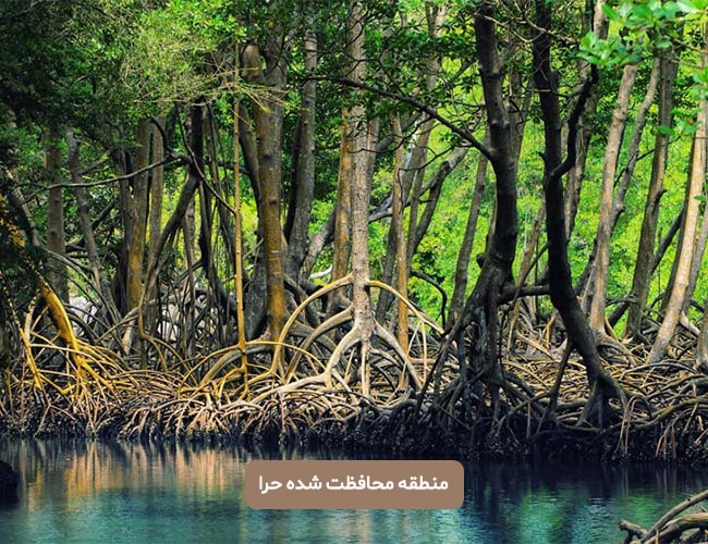 منطقه محافظت شده حرا