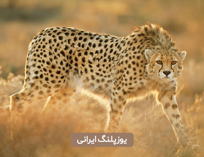 یوزپلنگ ایرانی