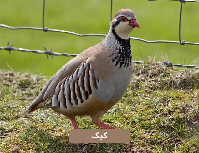کبک