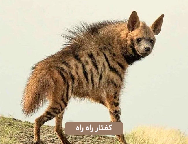 کفتار راه راه