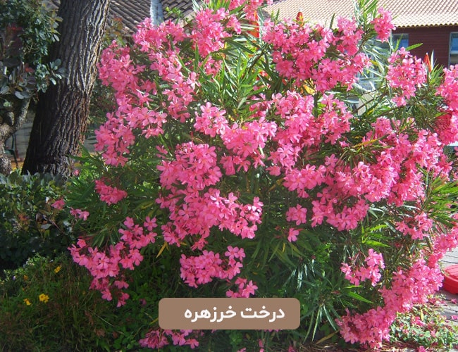 درخت خرزهره