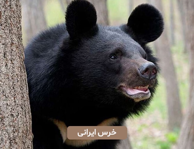 خرس