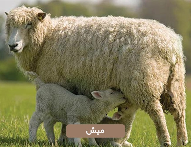 میش