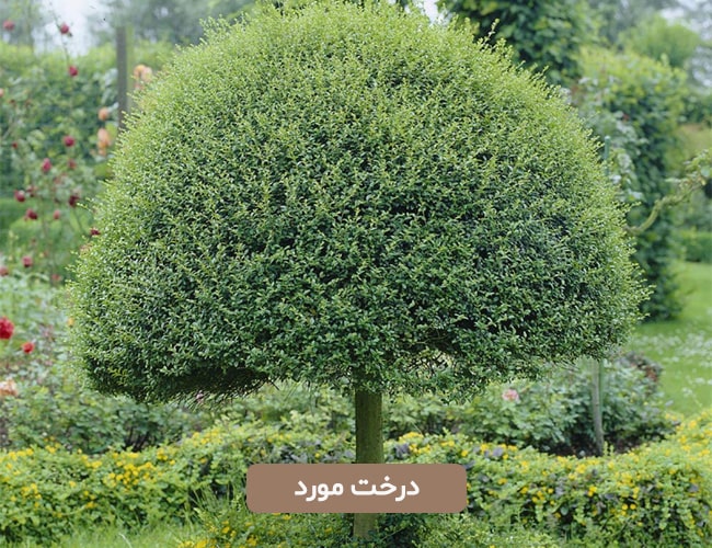 درخت مورد