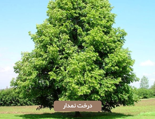 درخت نمدار