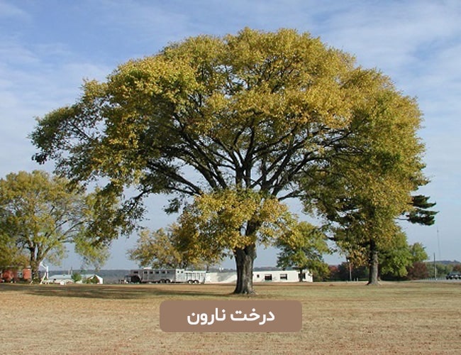 درخت نارون