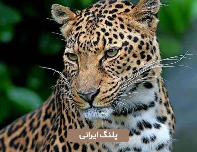 پلنگ ایرانی