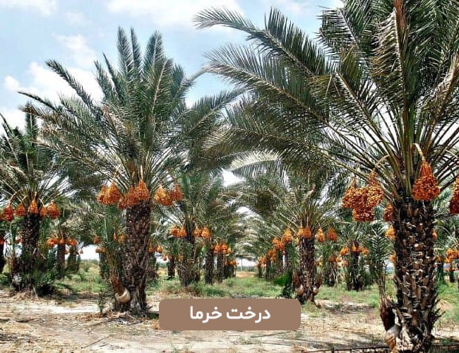 درخت خرما