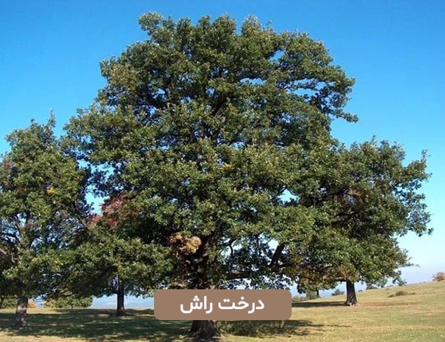 درخت راش