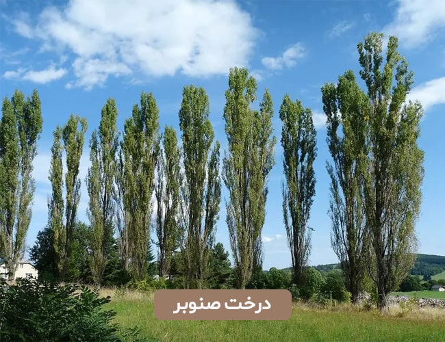 درخت صنوبر