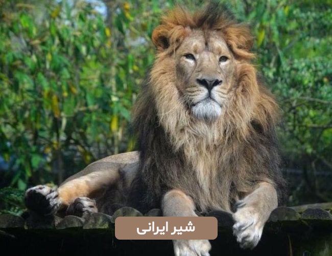 شیر ایرانی