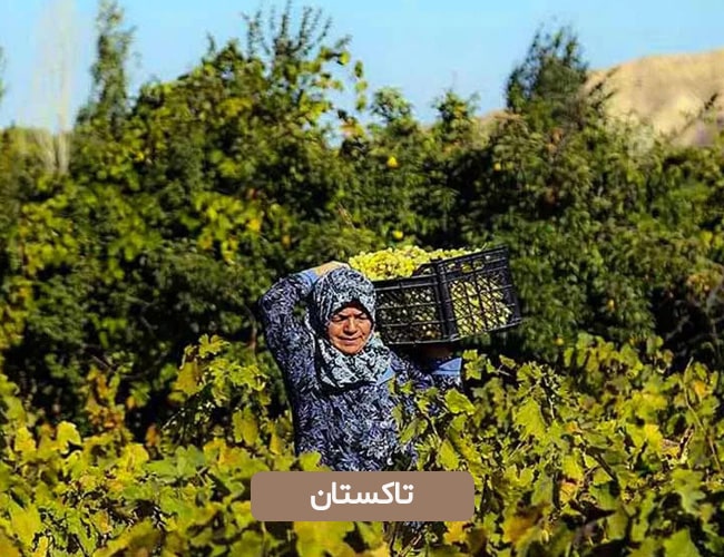 تاکستان