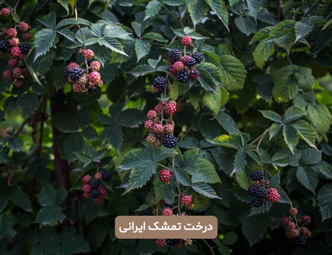 دخت تمشک ایرانی
