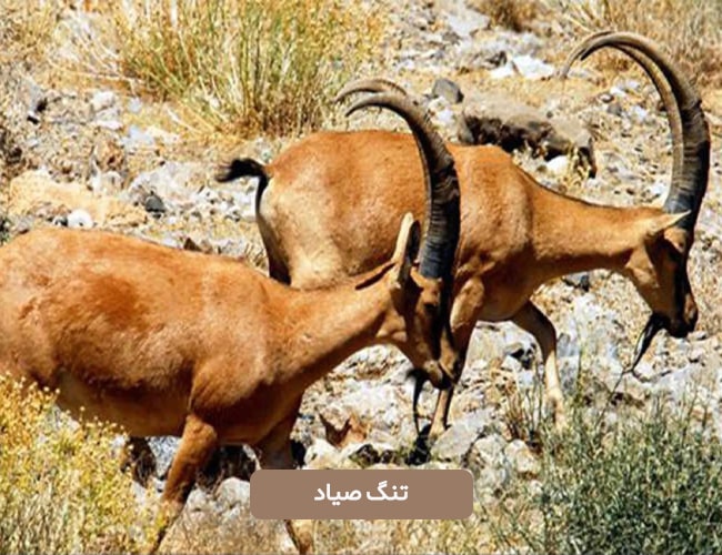 تنگ صیاد