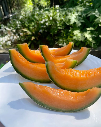 طالبی