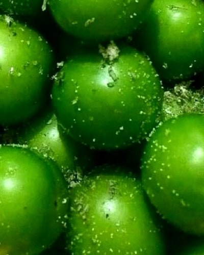 گوجه سبز