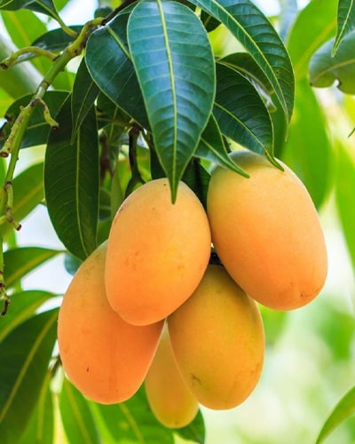 انبه