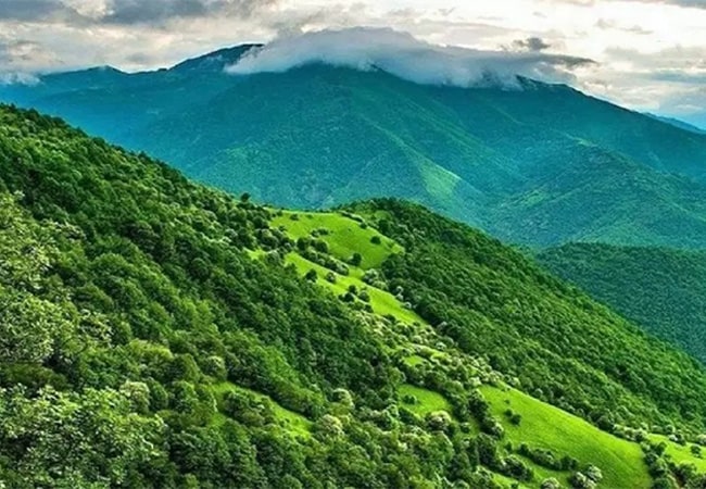تاریخچه جنگل دیزمار