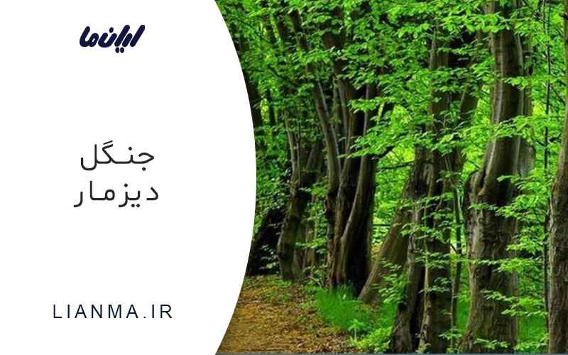 معرفی جنگل دیزمار