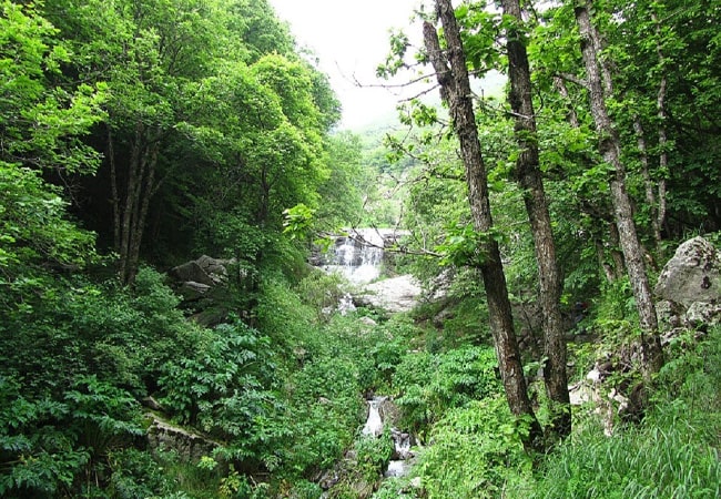 جنگل دیزمار