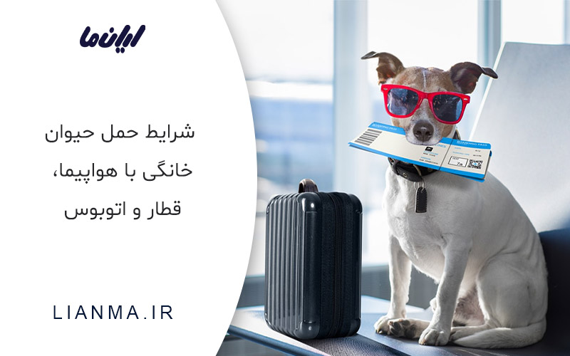شرایط حمل حیوان خانگی با هواپیما، قطار و اتوبوس