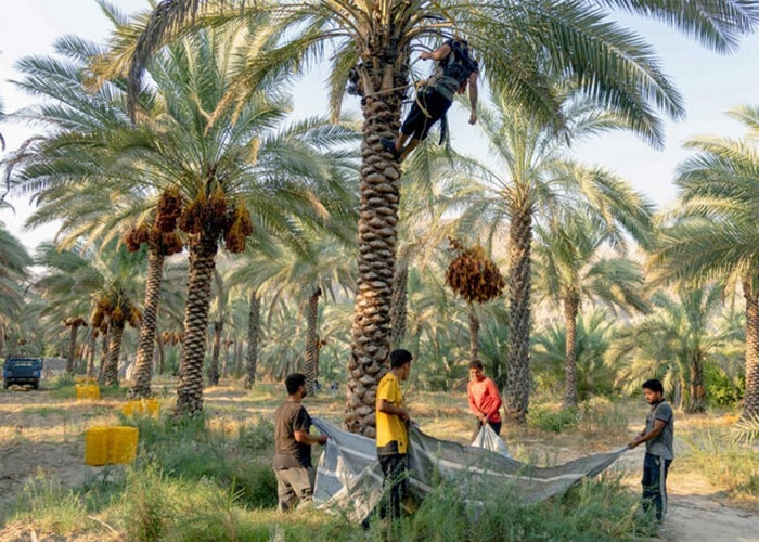 راهنمای سفر به طبس