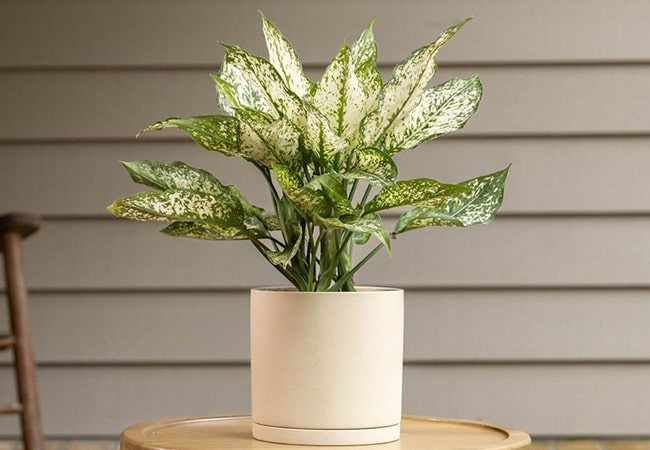 گلدان طبیعی یا گیاه آپارتمانی 🌿