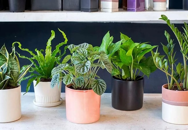 گیاه آپارتمانی کوچک