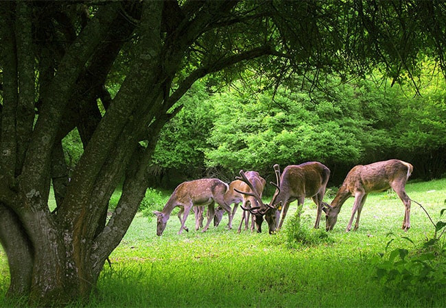 جنگل‌های ارسباران تبریز
