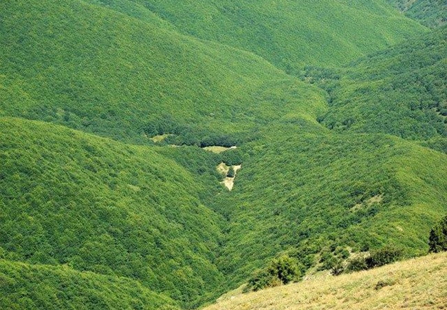 جنگل پیرداوود ورزقان 1