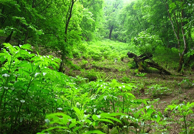 جنگل پیرداوود ورزقان