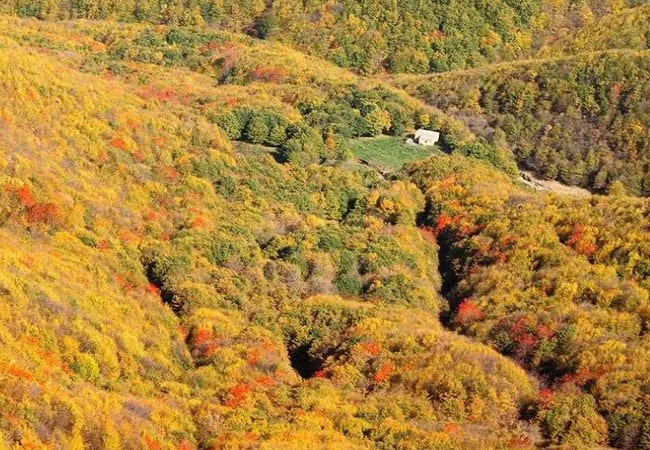 جنگل پیرداوود ورزقان 3