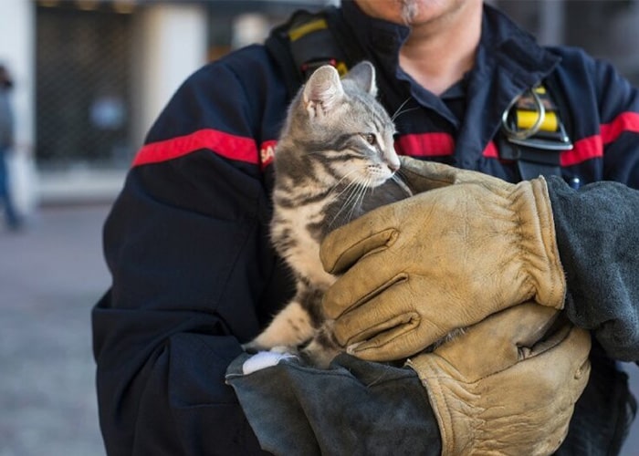 نجات حیوانات از آتش سوزی های خانگی