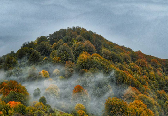 جنگل الیمستان آمل