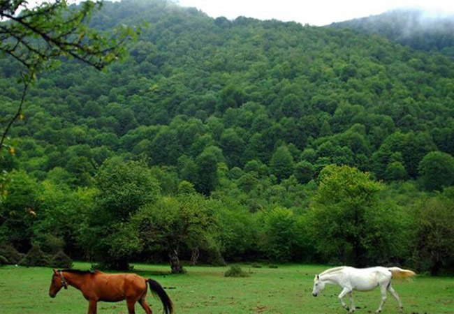 جنگل الیمستان آمل