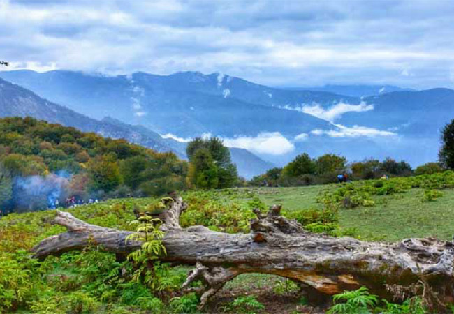 جنگل الیمستان آمل