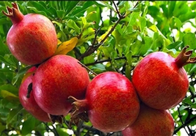 انار درجزین