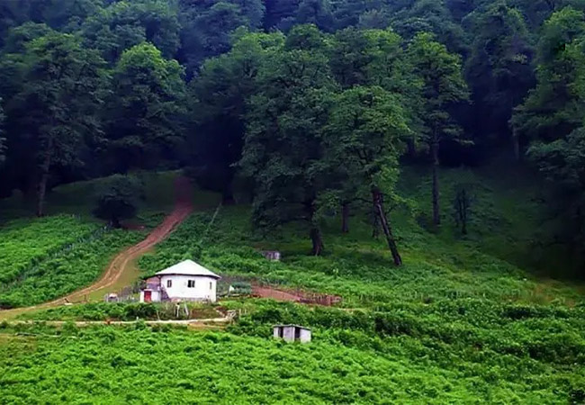 جنگل دالخانی 