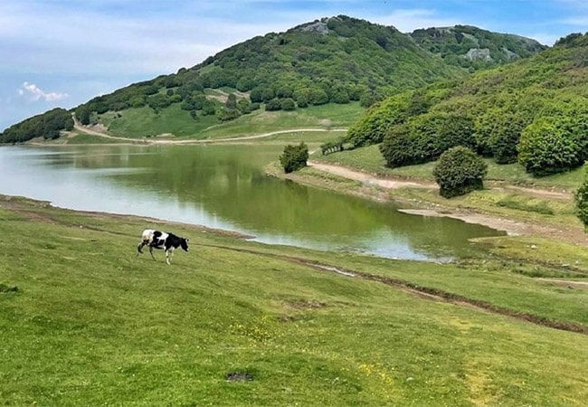 جنگل فندقلو اردبیل