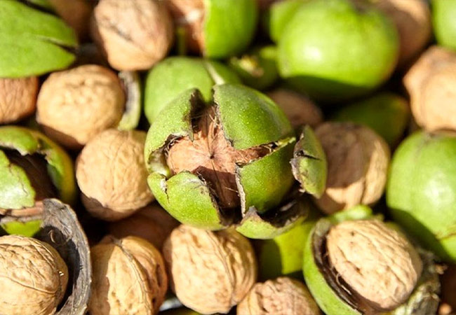 گردو شهمیرزاد