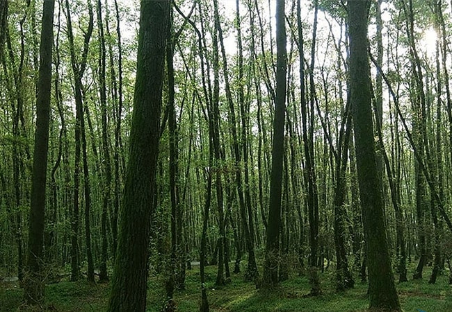 جنگل گیسوم تالش